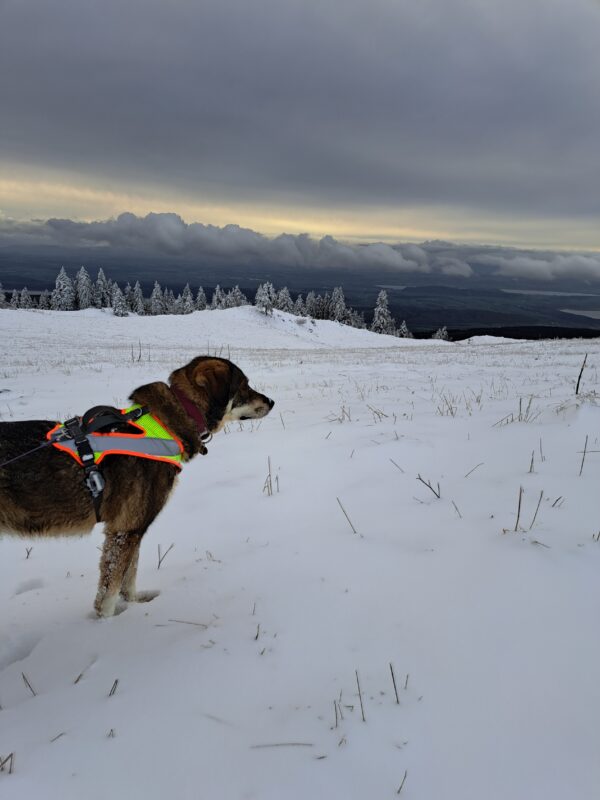 chien de taille moyenne dans la neige avec un harnais FunRun Night grossenbacher